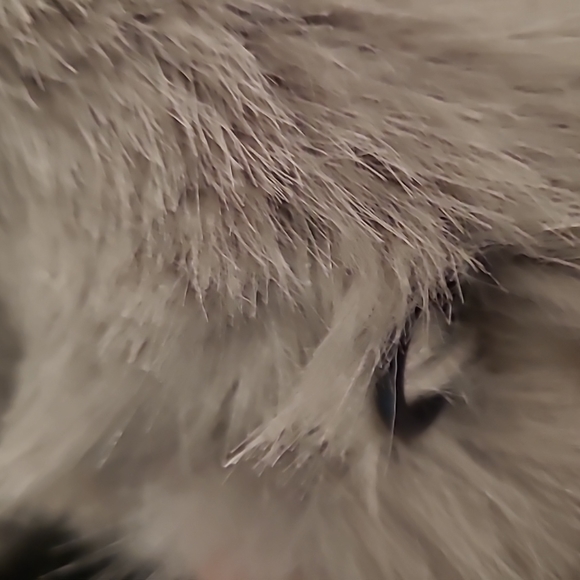 Molliolli Anthropologie Fauz fur coat - Picture 4 of 5